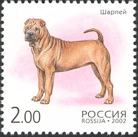 Shar-pei (Canis lupus familiaris)