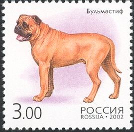 Bull Mastiff (Canis lupus familiaris)