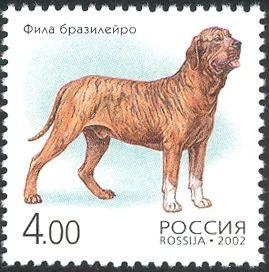 Brazilian Mastiff (Canis lupus familiaris)
