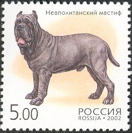 Neapolitan Mastiff (Canis lupus familiaris)