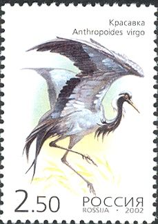 Demoiselle Crane (Grus virgo)