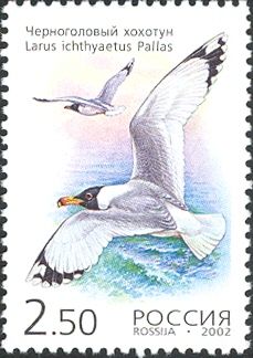 Pallas's Gull (Larus ichthyaetus)  