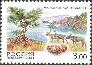 Magadan Region - Reindeer (Rangifer tarandus)