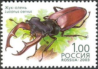 Stag Beetle (Lucanus cervus)