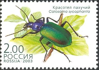 European Calosoma Beetle (Calosoma sycophanta)