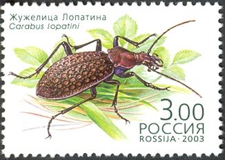 Ground Beetle (Carabus lopatini)