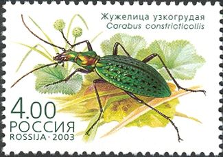 Ground Beetle (Carabus constricticollis)