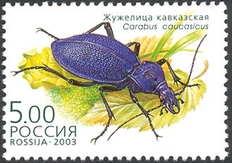 Ground Beetle (Carabus caucasicus)