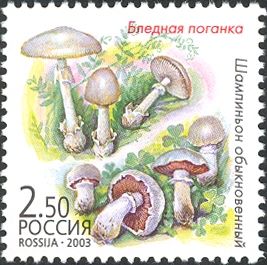 Amanita phalloides and Agaricus campestris