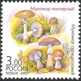 Amanita pantherina and Amanita rubescens