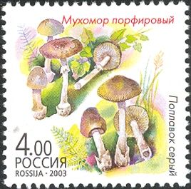 Amanita porphyria and Amanita vaginata