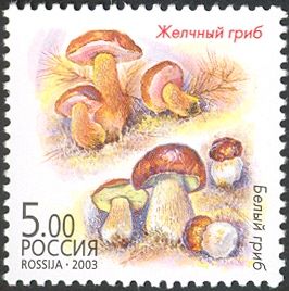 Tylopilus fellus and Boletus edulis