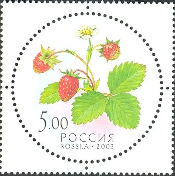 Wild Strawberry
