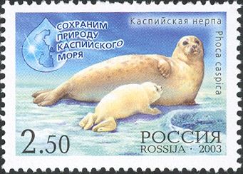 Caspian Seal (Phoca caspica)