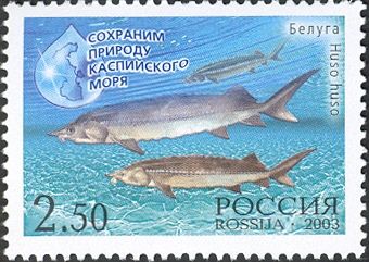 Beluga Sturgeon (Huso huso)