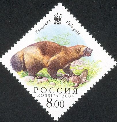 Wolverine (Gulo gulo), with Prey