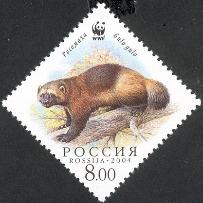 Wolverine (Gulo gulo), on Branch