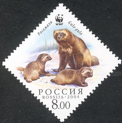 Wolverine (Gulo gulo), with Cubs