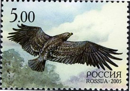 Greater Spotted Eagle (Clanga clanga)