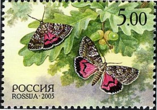 Dark Crimson Underwing (Catocala sponsa)