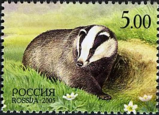 European Badger (Meles meles)