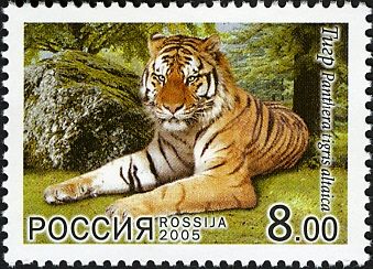 Siberian Tiger (Panthera tigris altaica)