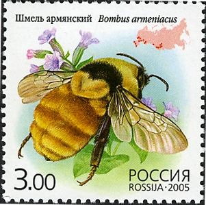 Armenian Bumblebee (Bombus armeniacus)