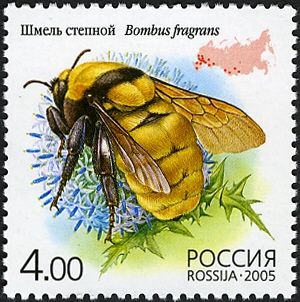 Steppe Bumblebee (Bombus fragrans)