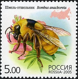 Bumblebee (Bombus anachoreta)