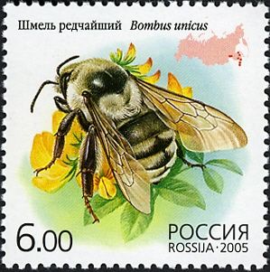 Bumblebee (Bombus unicus)