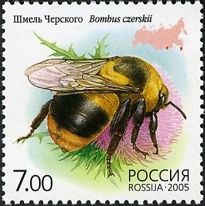 Bumblebee (Bombus czerskii)