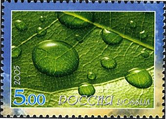 Water Droplets on Leaf