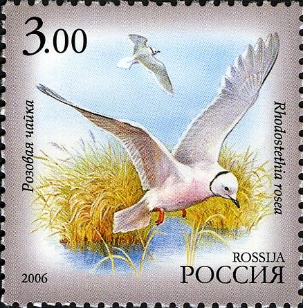 Ross's Gull (Rhodostethia rosea)