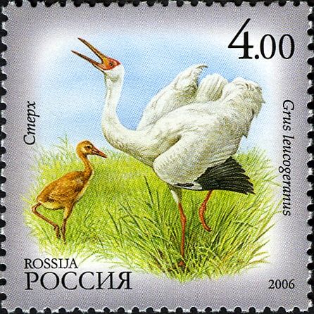 Siberian Crane (Grus leucogeranus)