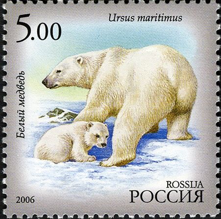 Polar Bear (Ursus maritimus)