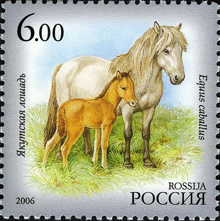 Yakutian Horse (Equus ferus caballus)