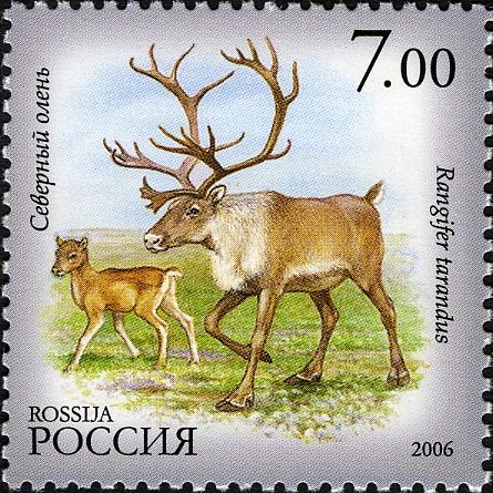 Reindeer (Rangifer tarandus)