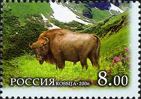 European Bison (Bos bonasus)