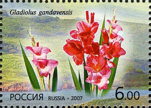 Gladiolus (Gladiolus gandavensis)