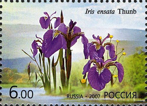Japanese Iris (Iris ensata)