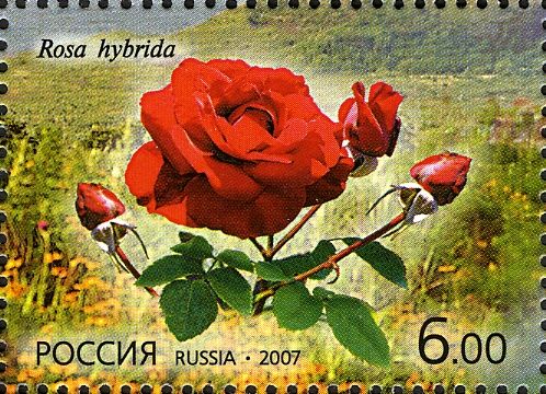 Rosa hybrida