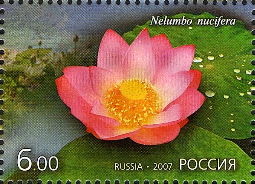 Lotus (Nelumbo nucifera)