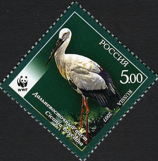 Oriental White Stork (Ciconia boyciana)