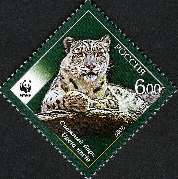 Snow Leopard (Panthera uncia)