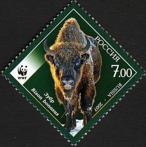 European Bison (Bison bonasus)