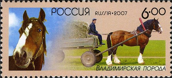 Vladimir Draft Horse (Equus ferus caballus)