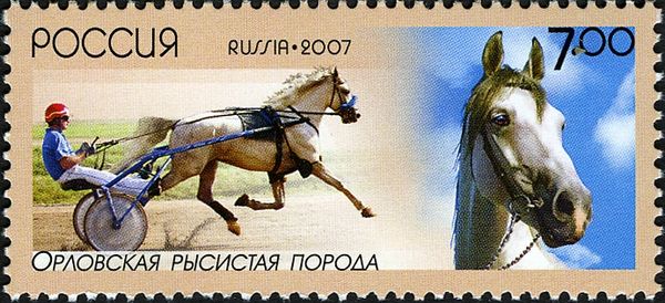Orlov Horse (Equus ferus caballus)
