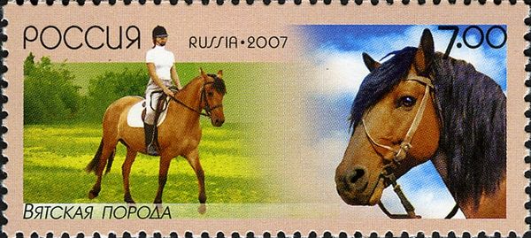 Vyatka Pony (Equus ferus caballus)