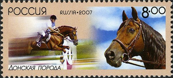 Don Horse (Equus ferus caballus)
