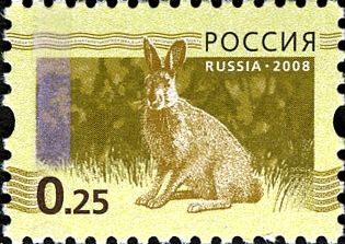 European Hare (Lepus europaeus)